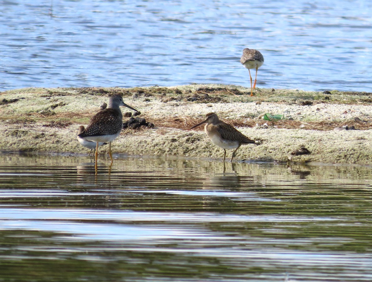 Stilt Sandpiper - Trish Pastuszak