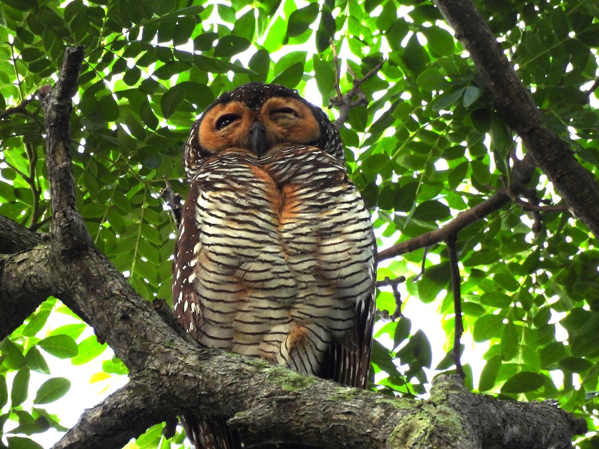 Spotted Wood-Owl - ML622768476