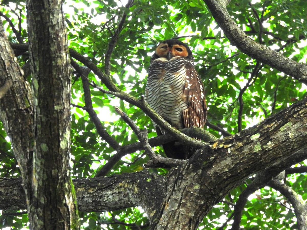 Spotted Wood-Owl - Chandrika Khirani