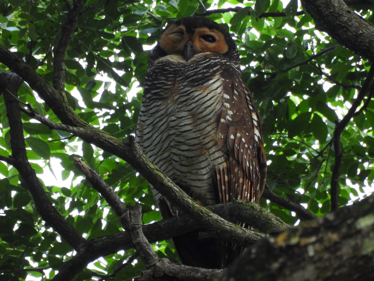 Spotted Wood-Owl - ML622768479