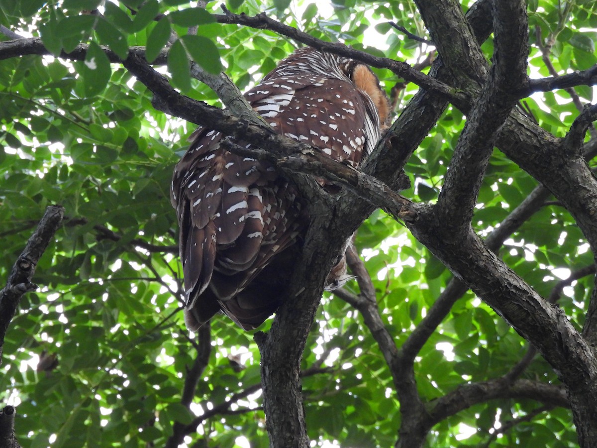 Spotted Wood-Owl - ML622768480