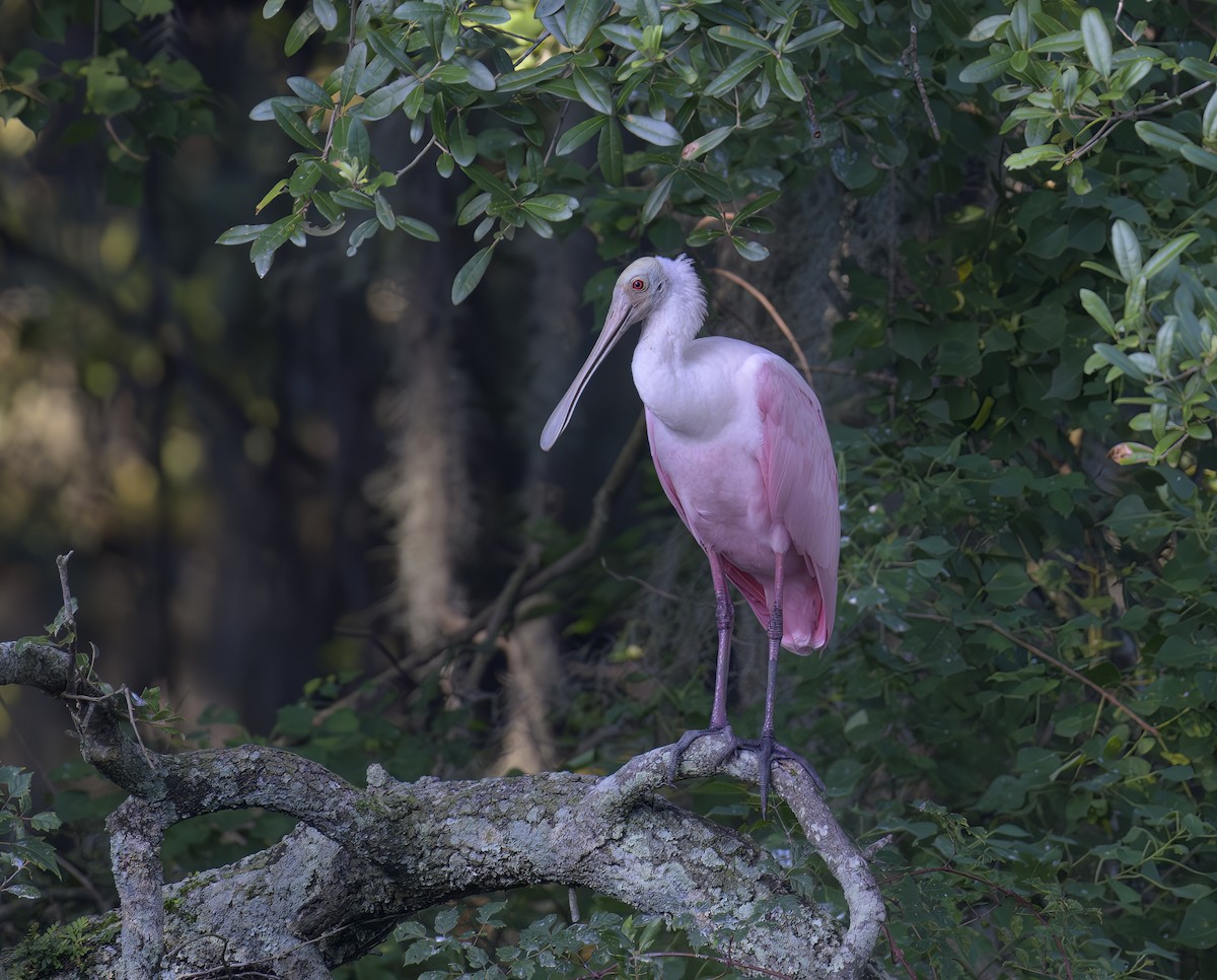 Roseate Spoonbill - Marc Regnier