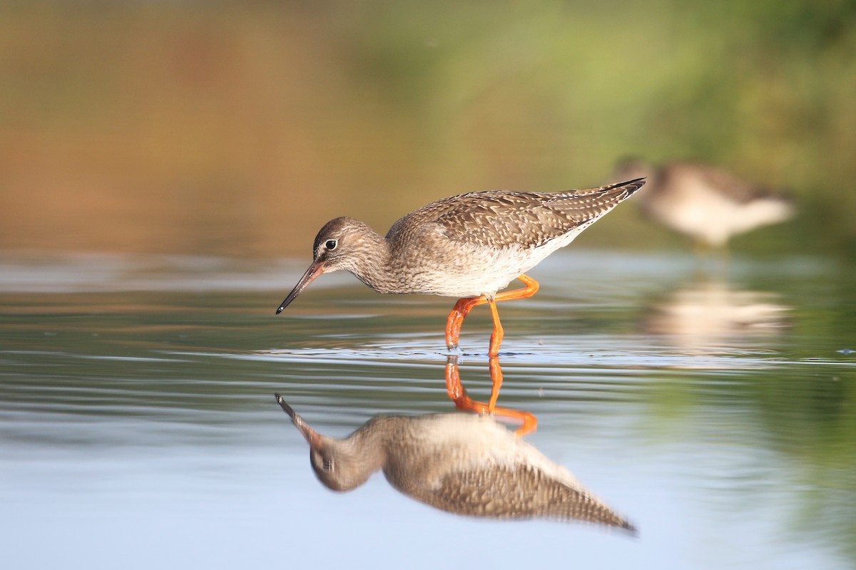 Common Redshank - Zbigniew Swiacki