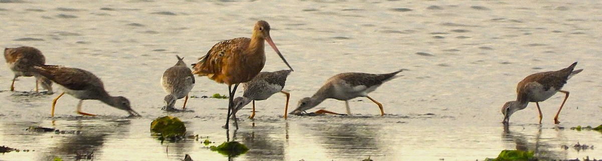 Greater Yellowlegs - Philip Kyle