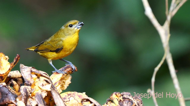 Thick-billed Euphonia (Black-tailed) - ML622768567