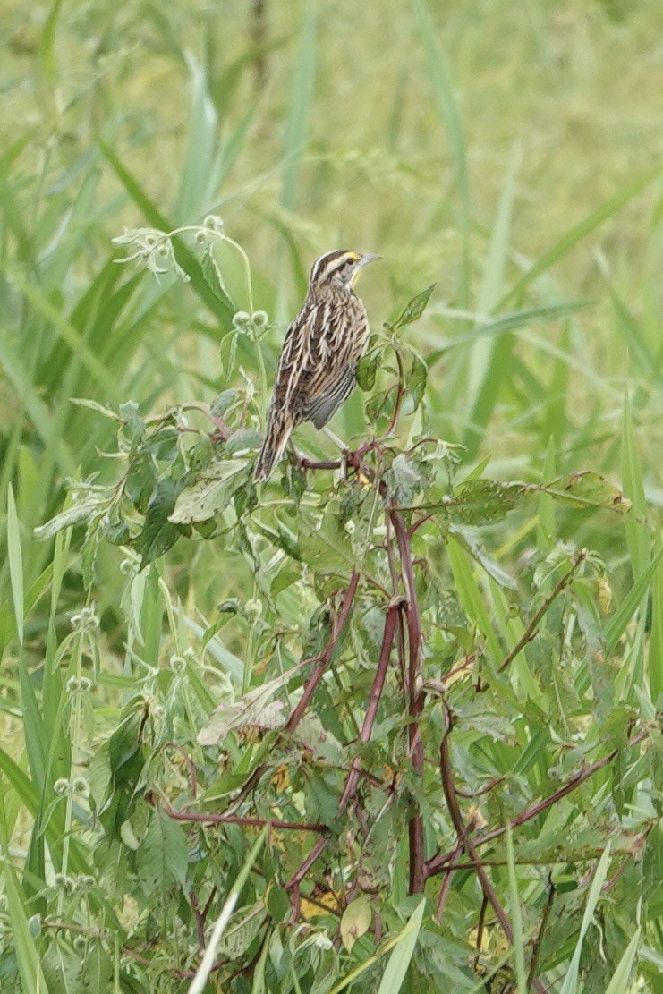 Eastern Meadowlark - ML622768581