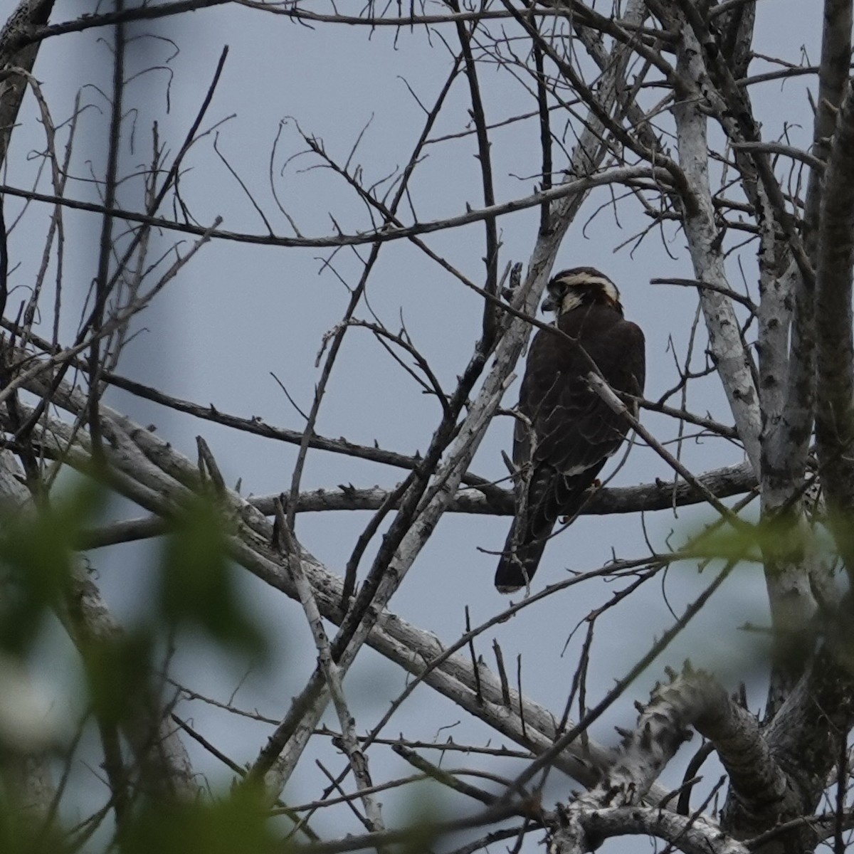 Aplomado Falcon - ML622768588