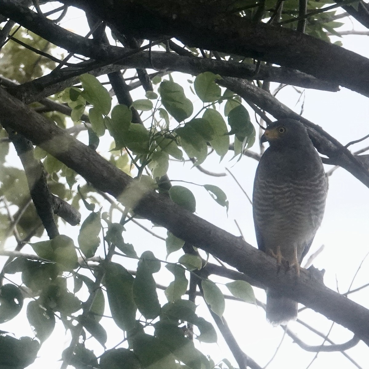 Roadside Hawk - ML622768595