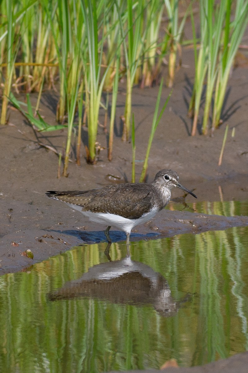 Green Sandpiper - Suvadip Kundu