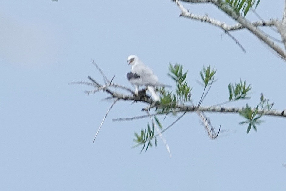 White-tailed Kite - ML622768603