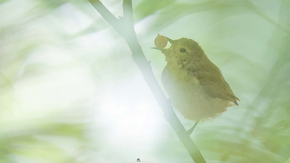 Plain Flowerpecker - ML622768605