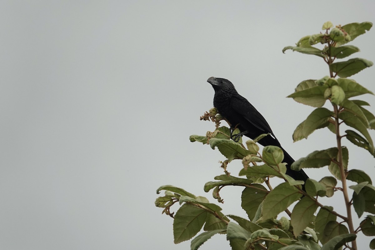 Smooth-billed Ani - ML622768610