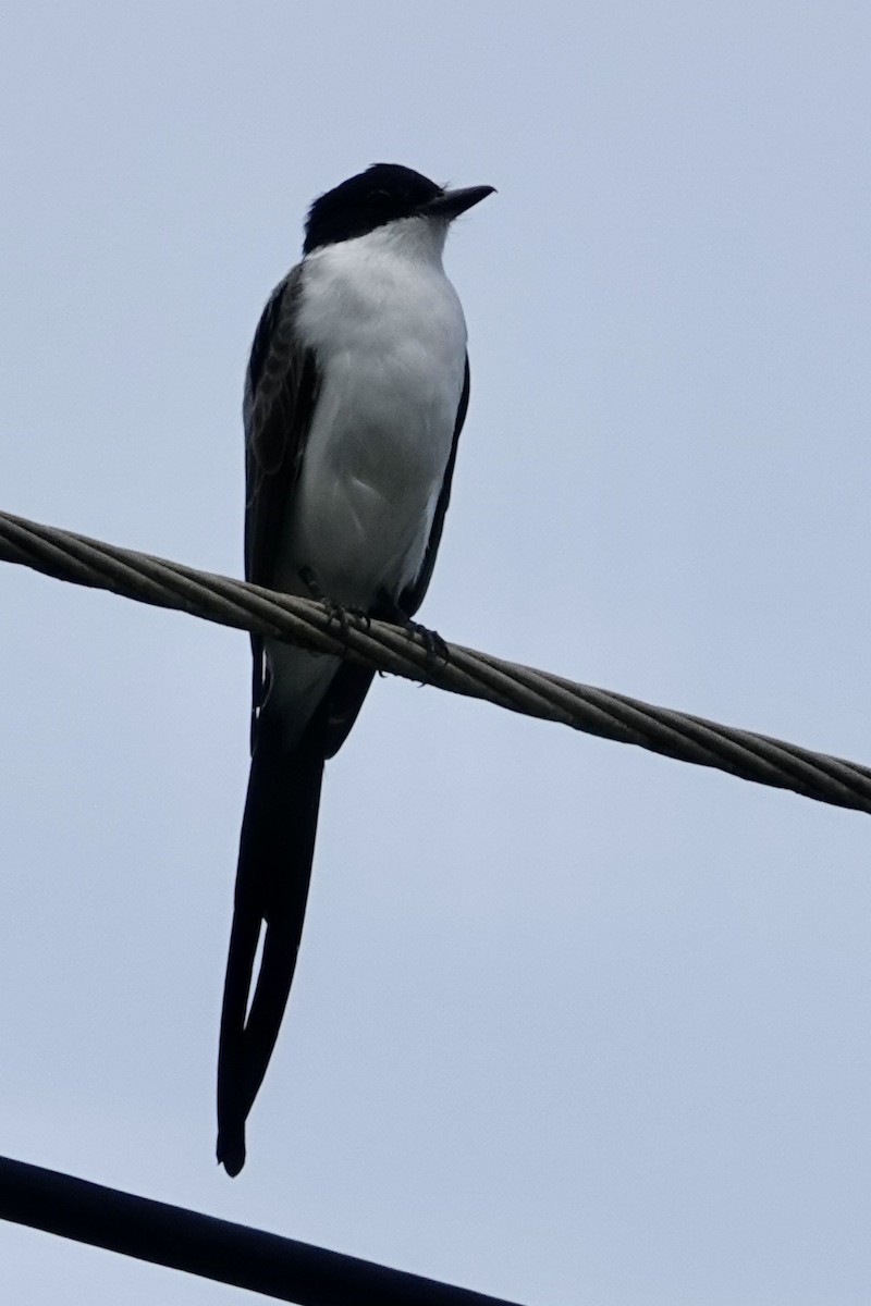 Fork-tailed Flycatcher - ML622768627