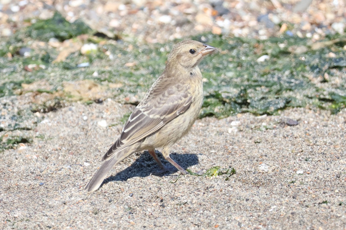 Brown-headed Cowbird - Eric Cameron