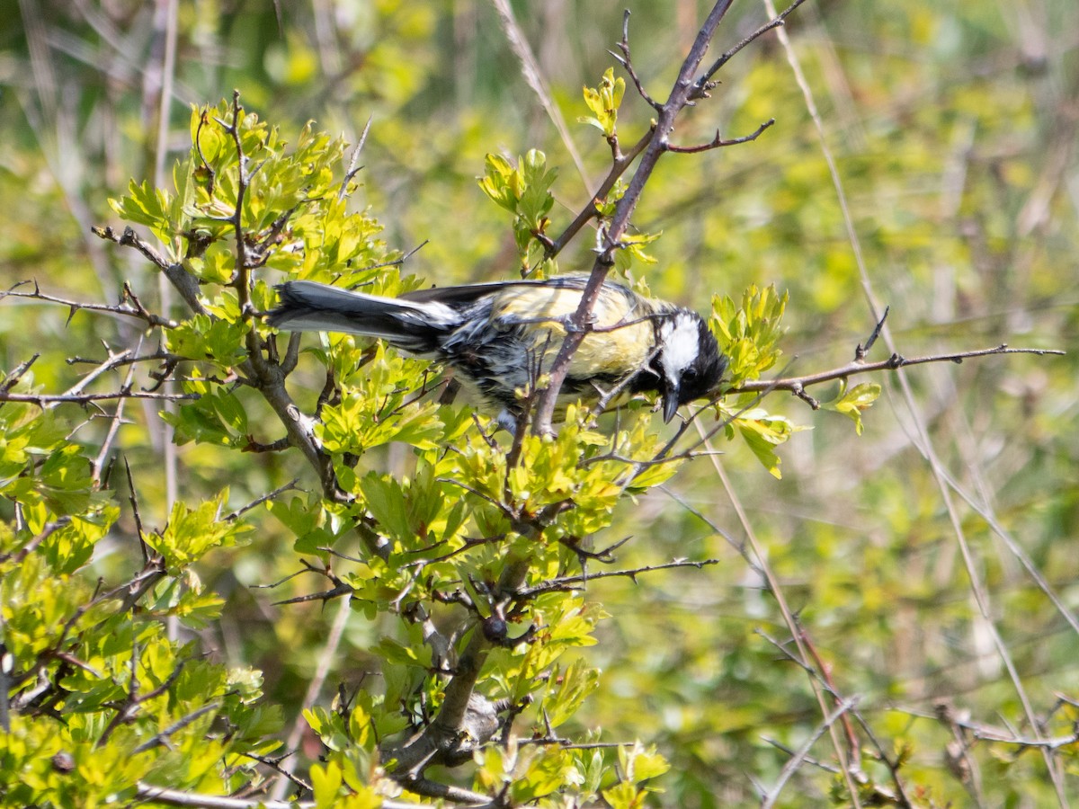 Great Tit - ML622768681