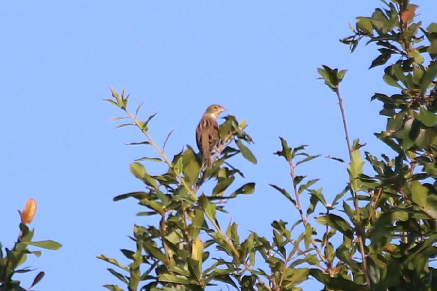 Dickcissel - Greg Page