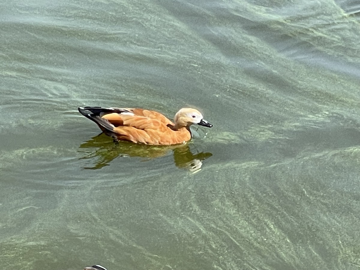Ruddy Shelduck - ML622768689