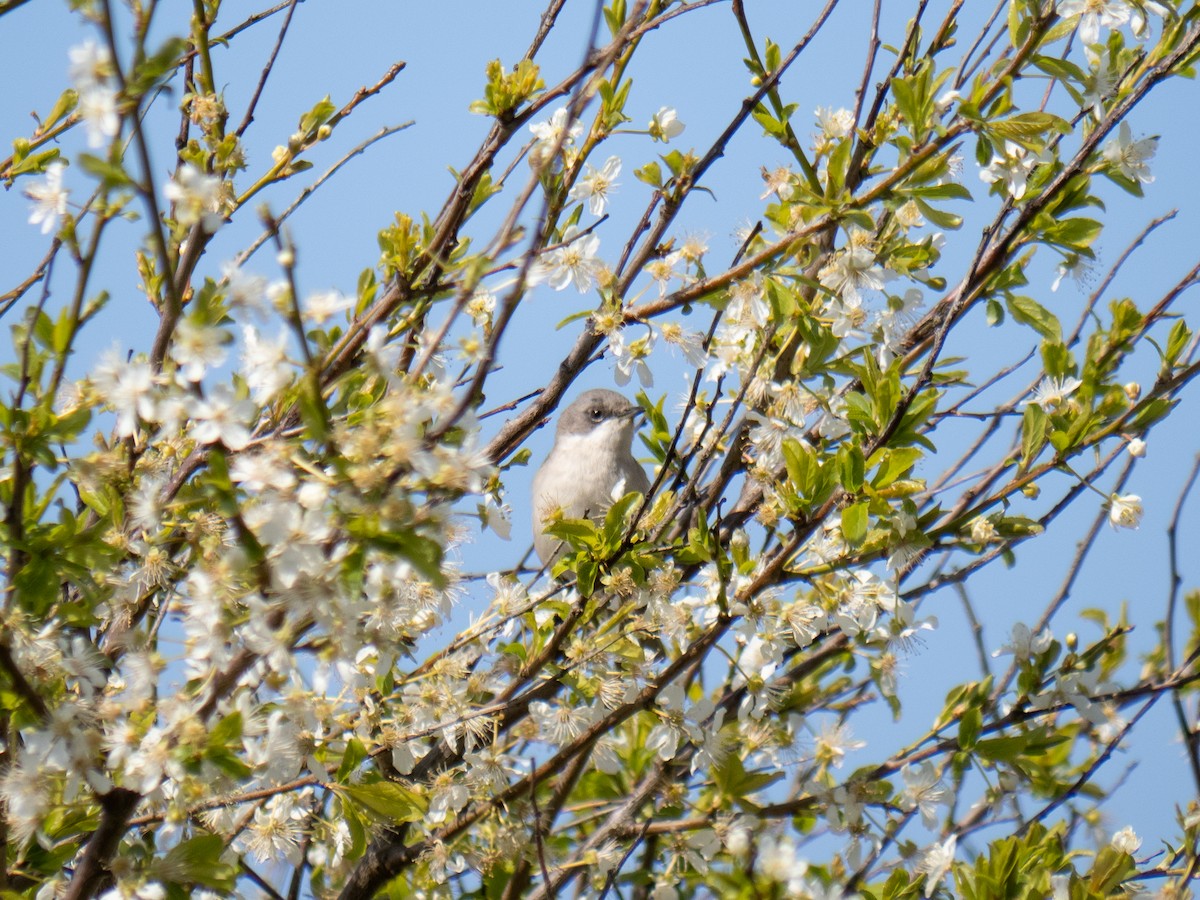 Lesser Whitethroat - Caitlin Chock