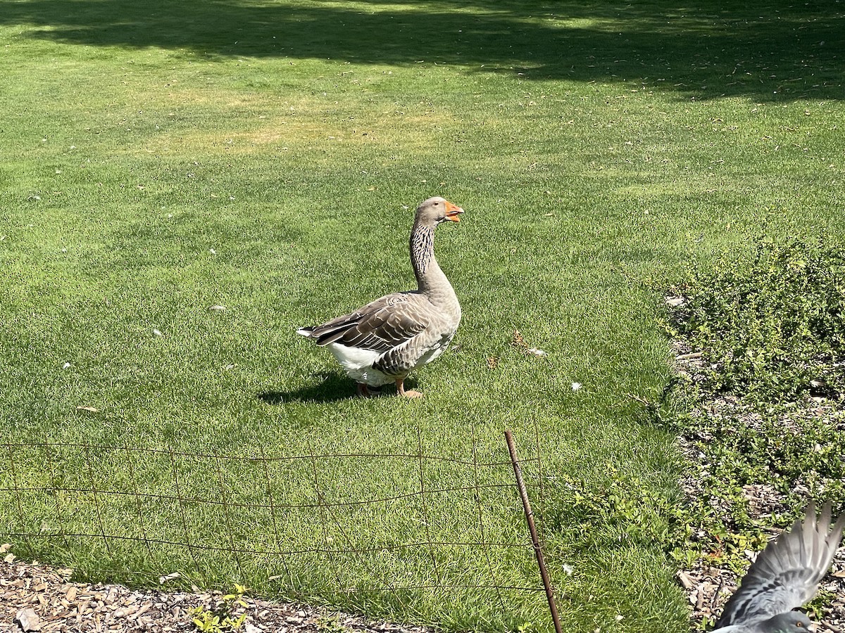 Graylag Goose - ML622768699