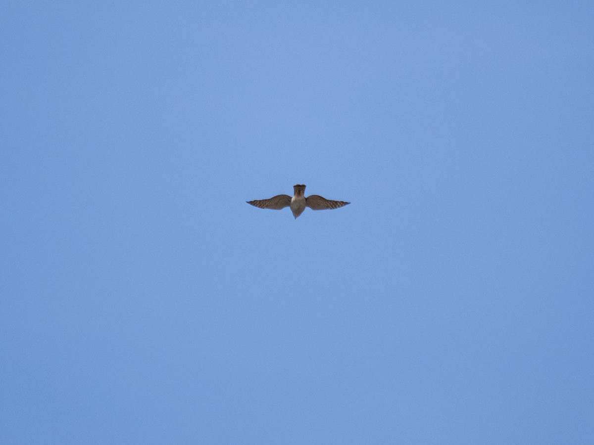 Eurasian Sparrowhawk - Caitlin Chock