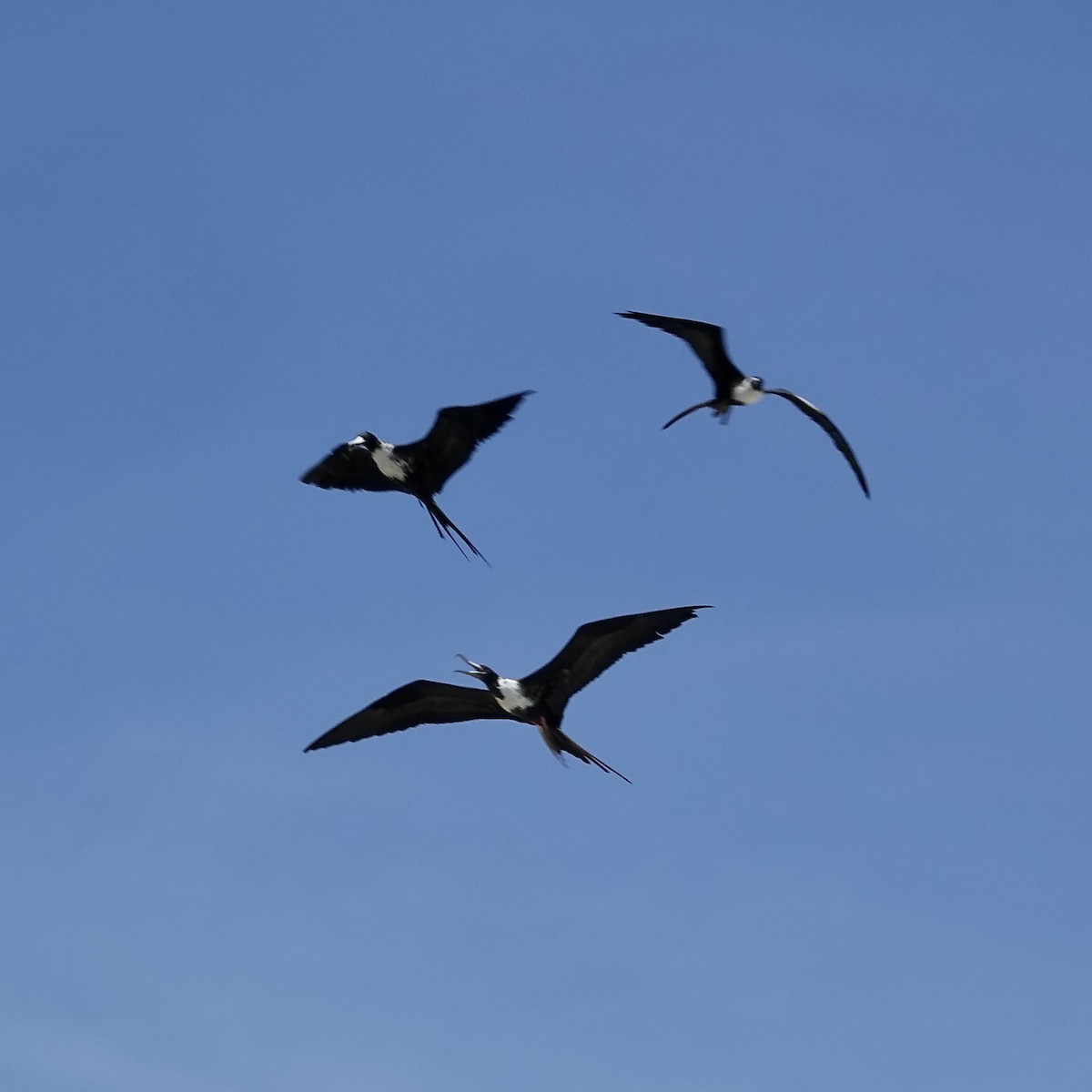 Magnificent Frigatebird - ML622768772