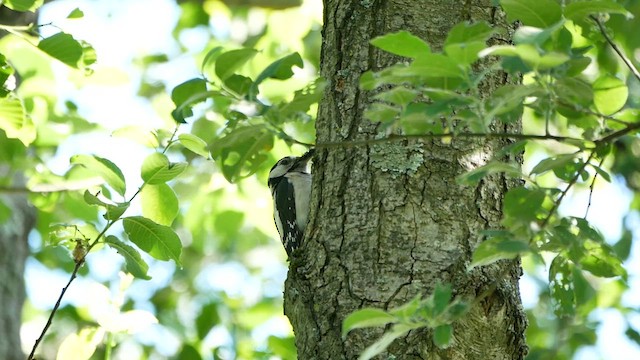 Great Spotted Woodpecker - ML622768828