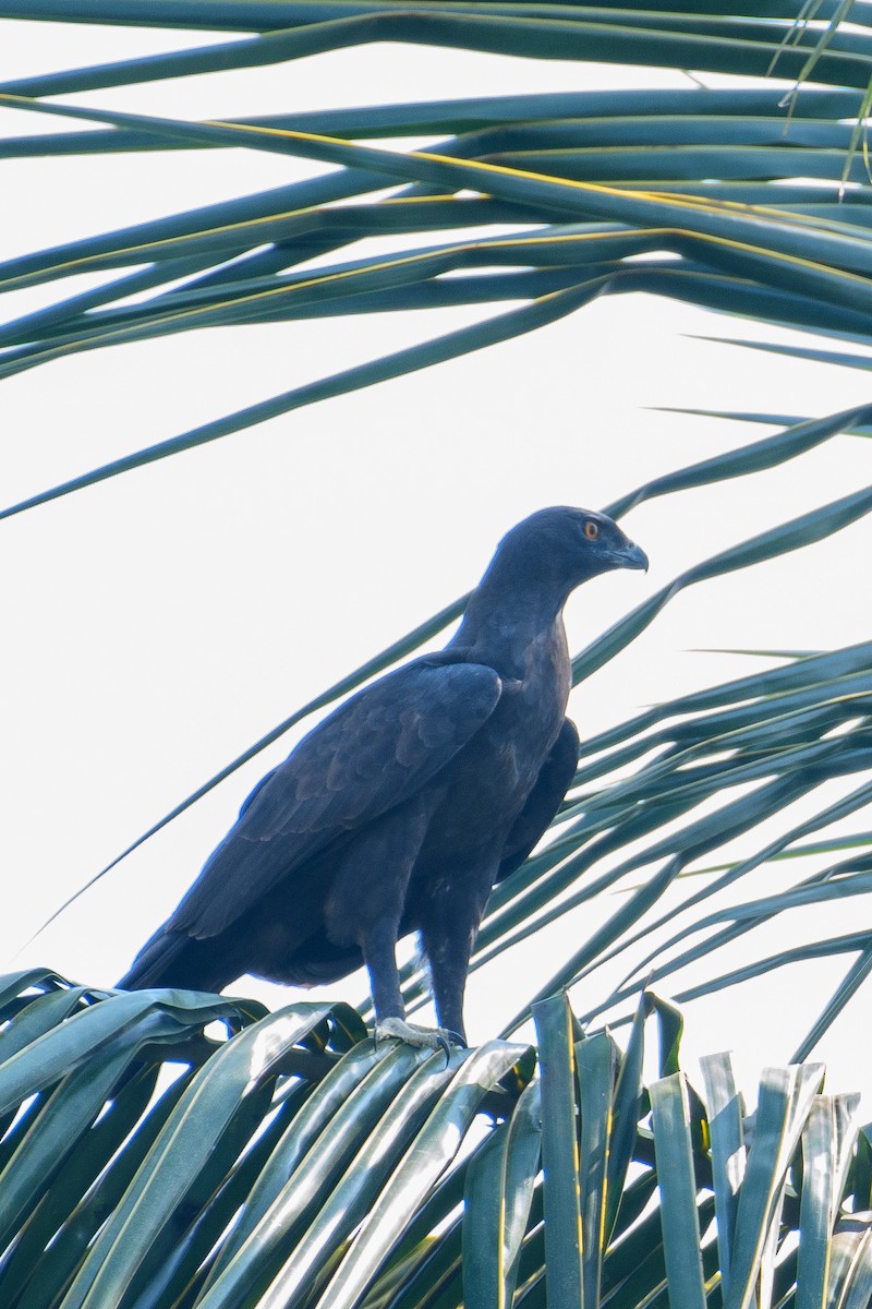 Changeable Hawk-Eagle - ML622768842