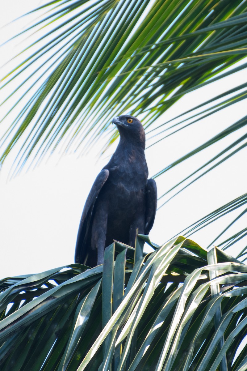 Changeable Hawk-Eagle - ML622768843