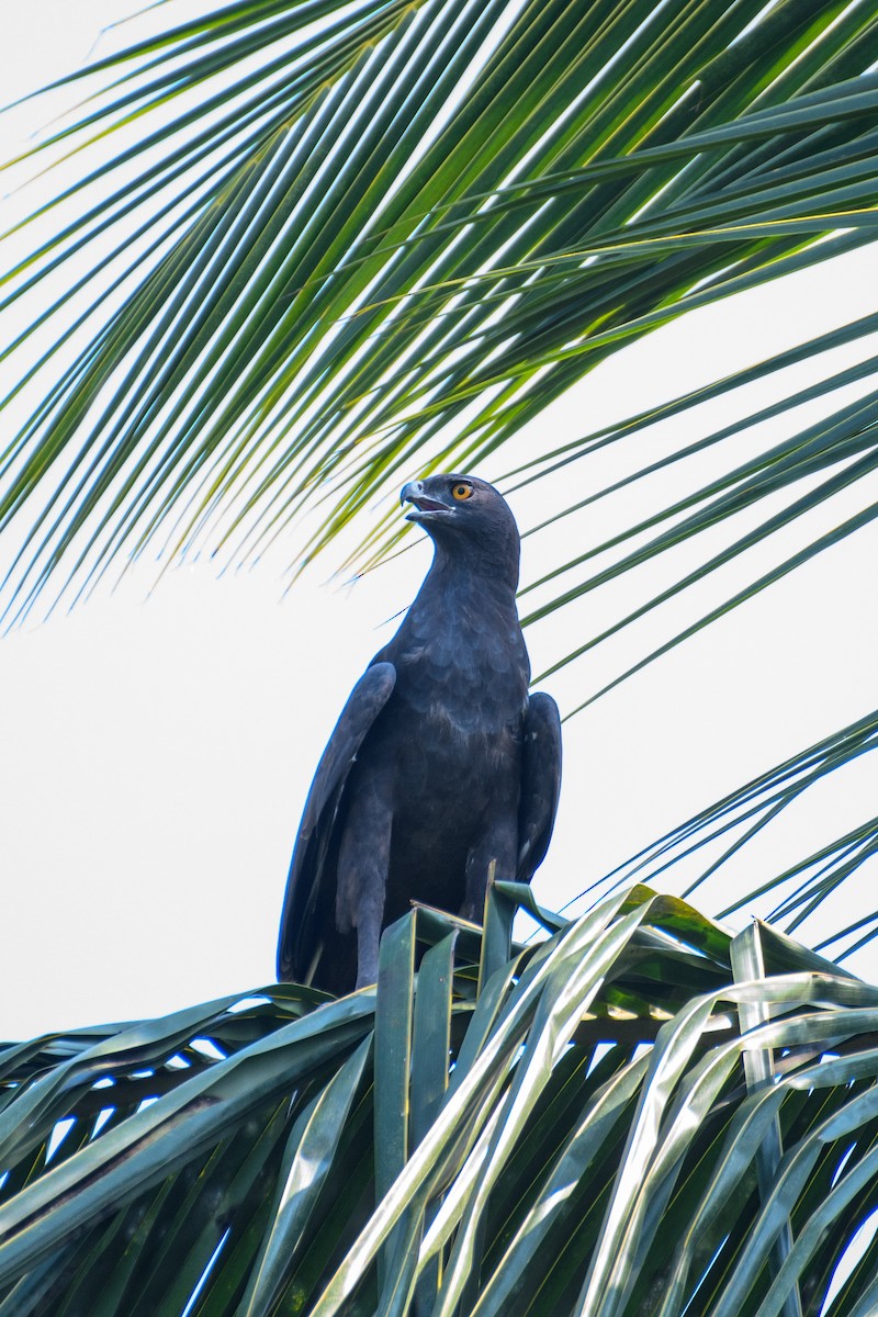 Changeable Hawk-Eagle - ML622768844