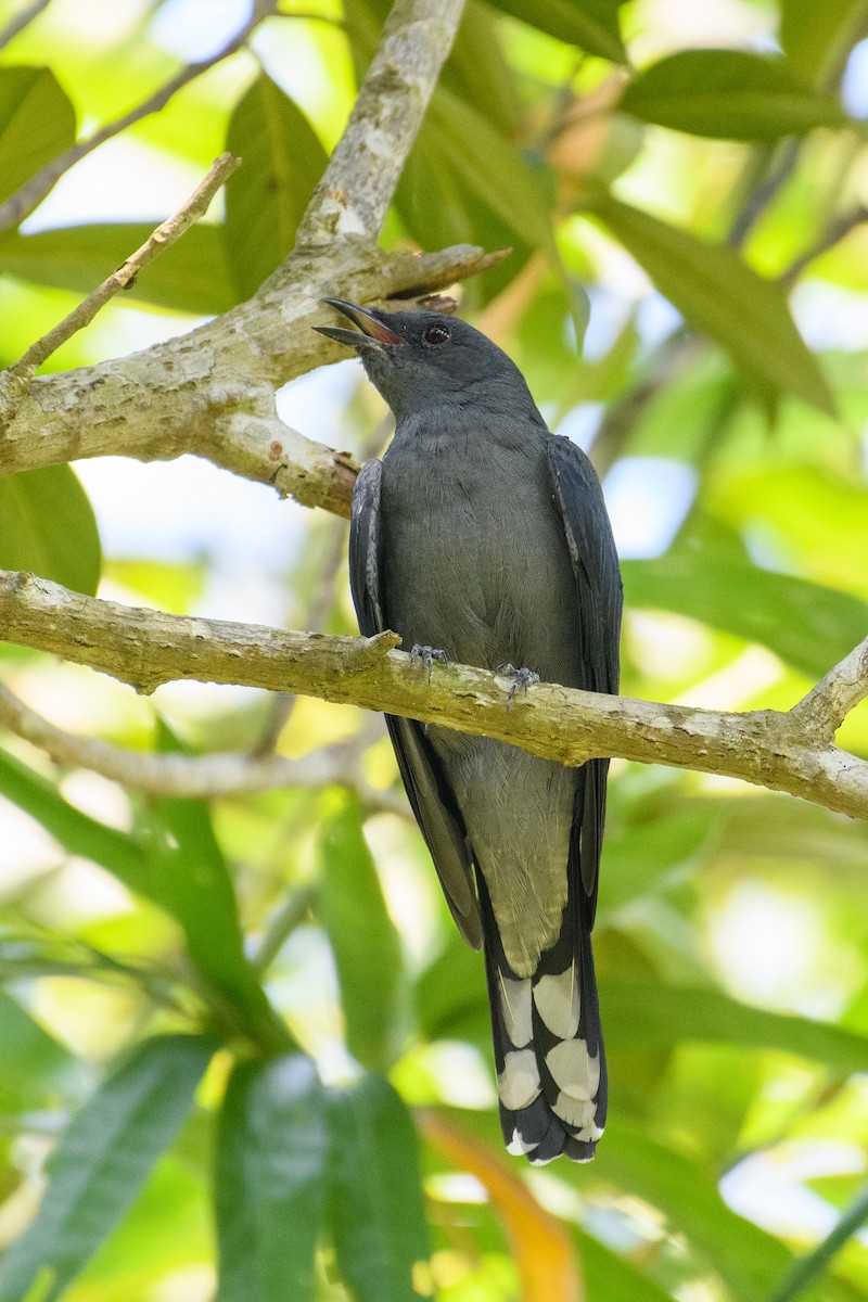 Black-winged Cuckooshrike - ML622768864