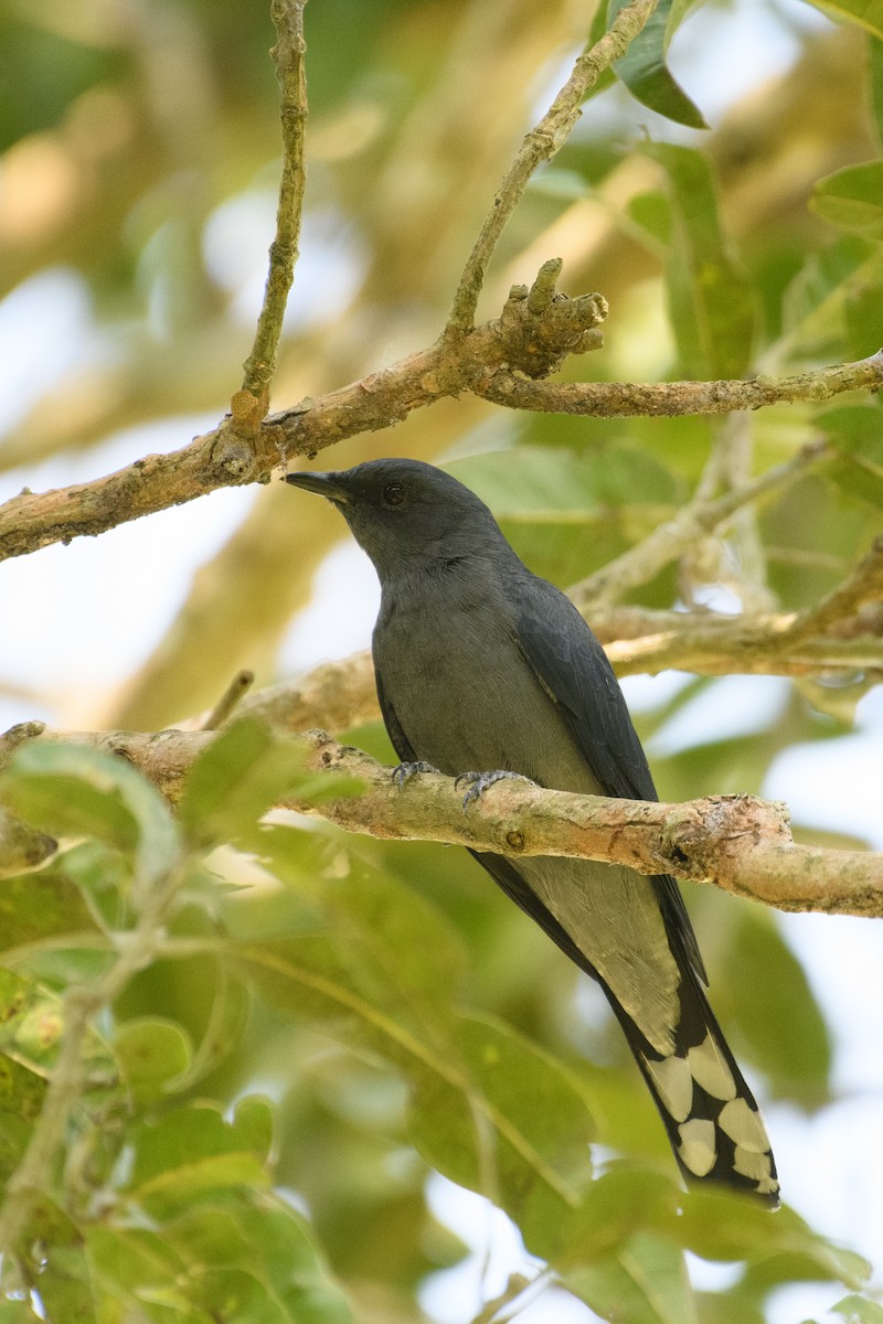 Black-winged Cuckooshrike - ML622768866