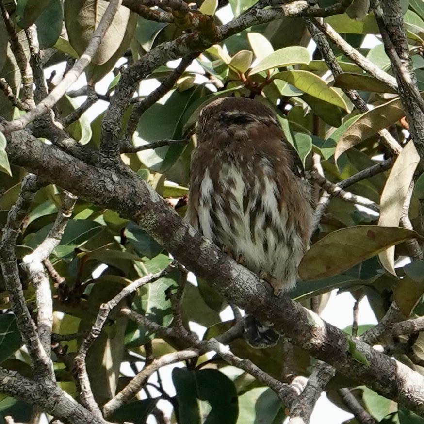 Ferruginous Pygmy-Owl - ML622768869