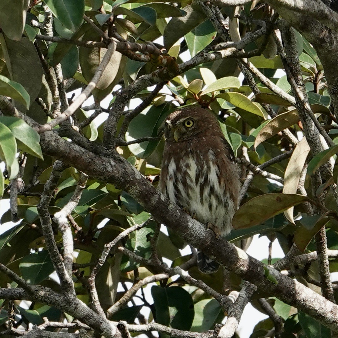 Ferruginous Pygmy-Owl - ML622768870