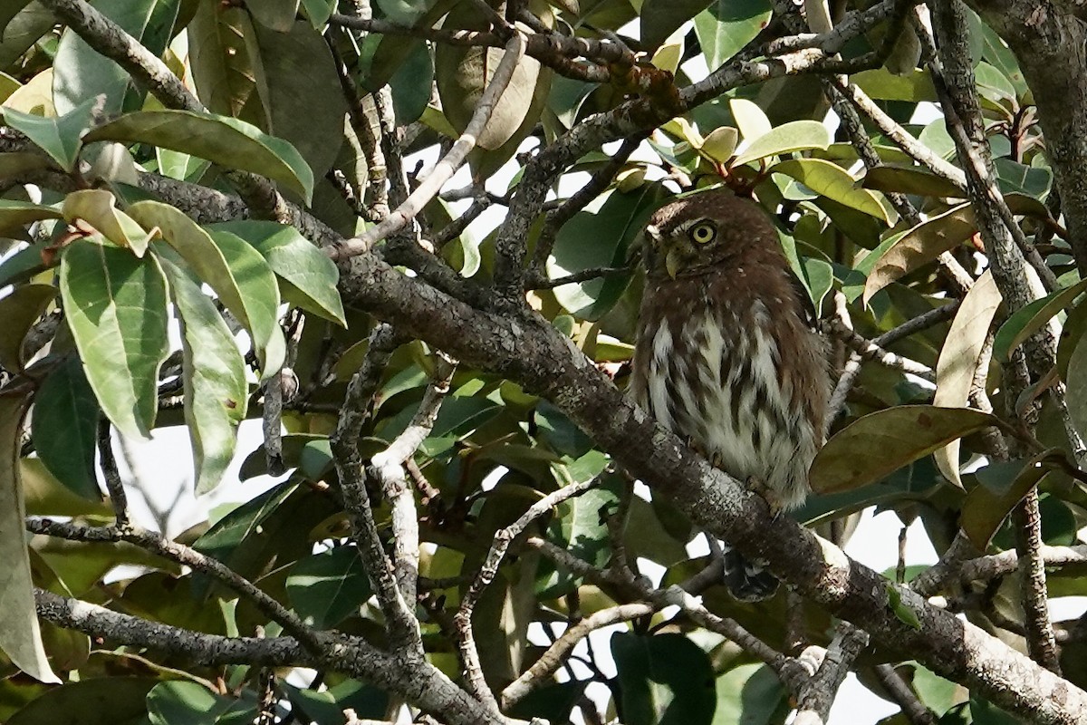 Ferruginous Pygmy-Owl - ML622768871