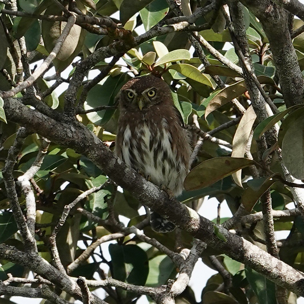 Ferruginous Pygmy-Owl - ML622768872