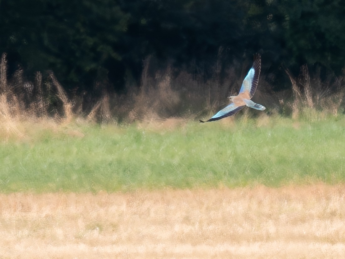 European Roller - ML622768881