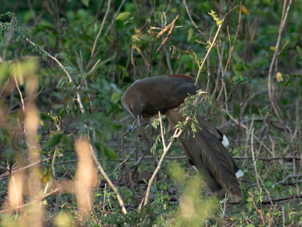 Great Lizard-Cuckoo (Cuban) - ML622768888