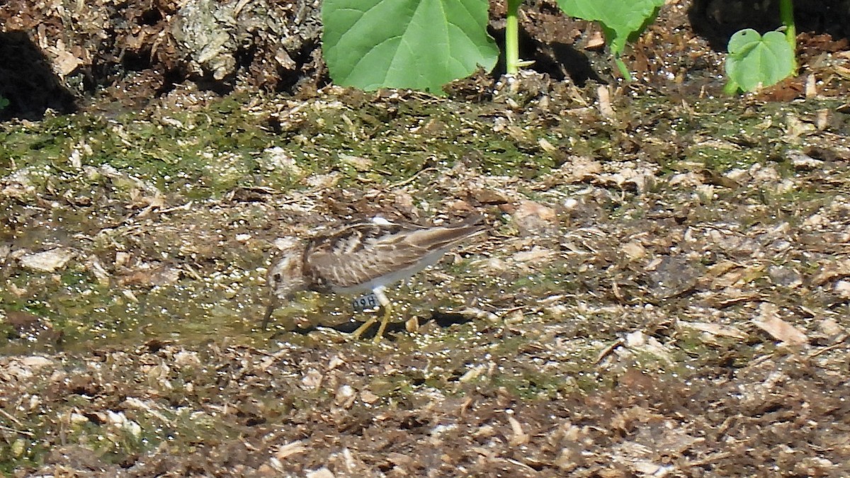 Least Sandpiper - John Wyatt