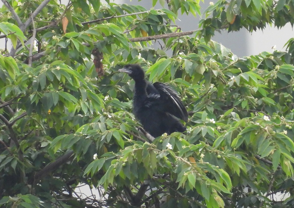 Little Cormorant - Manju Sinha