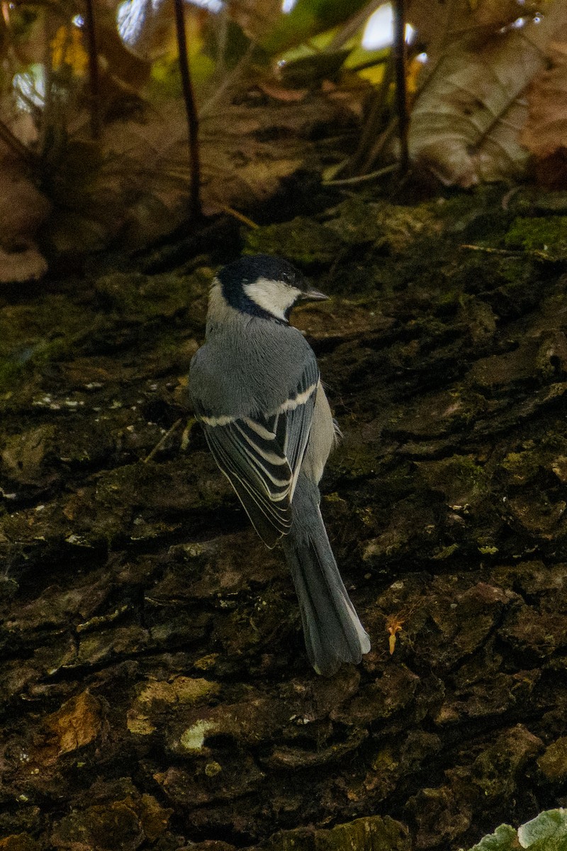 Cinereous Tit - ML622768918