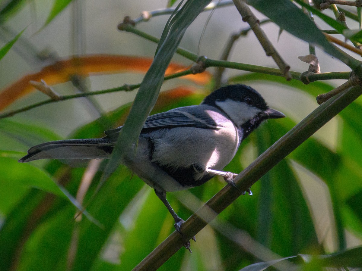 Cinereous Tit - ML622768919