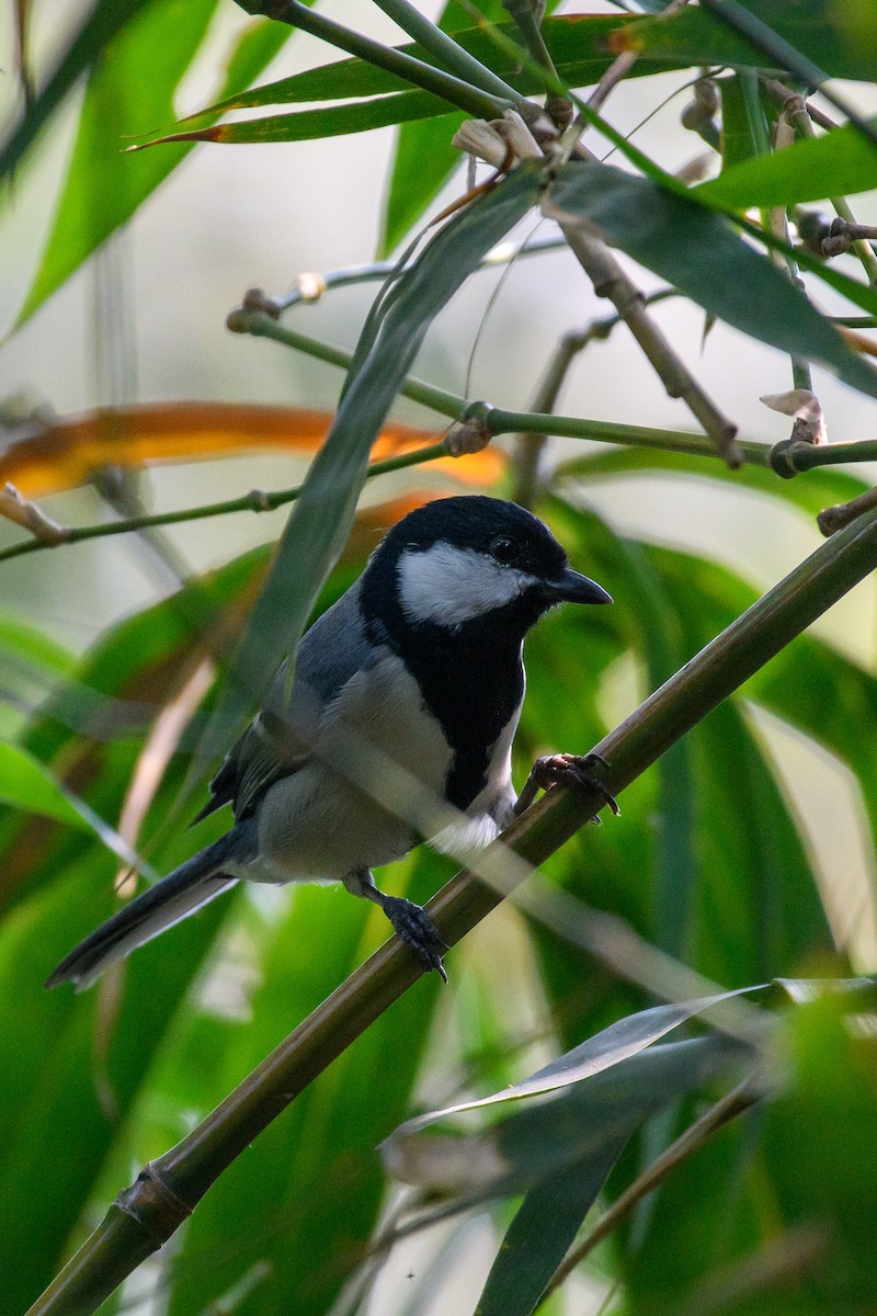 Cinereous Tit - ML622768920