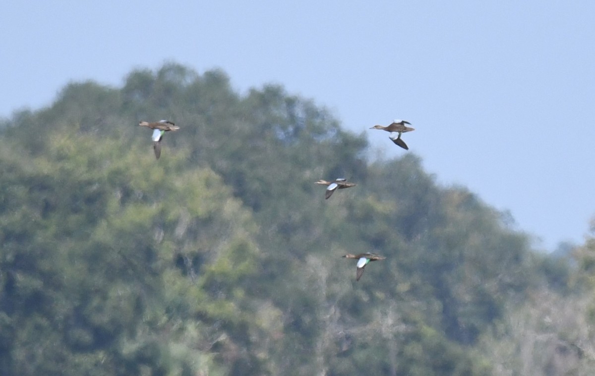 Blue-winged Teal - ML622768926