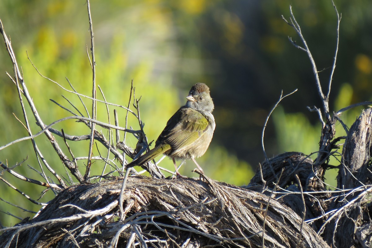 Green-tailed Towhee - Nancy Clogston