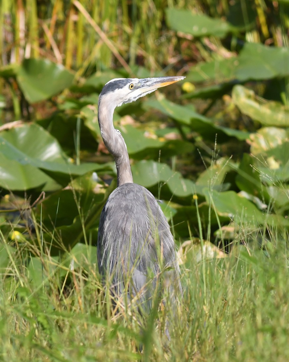 Great Blue Heron - ML622768932