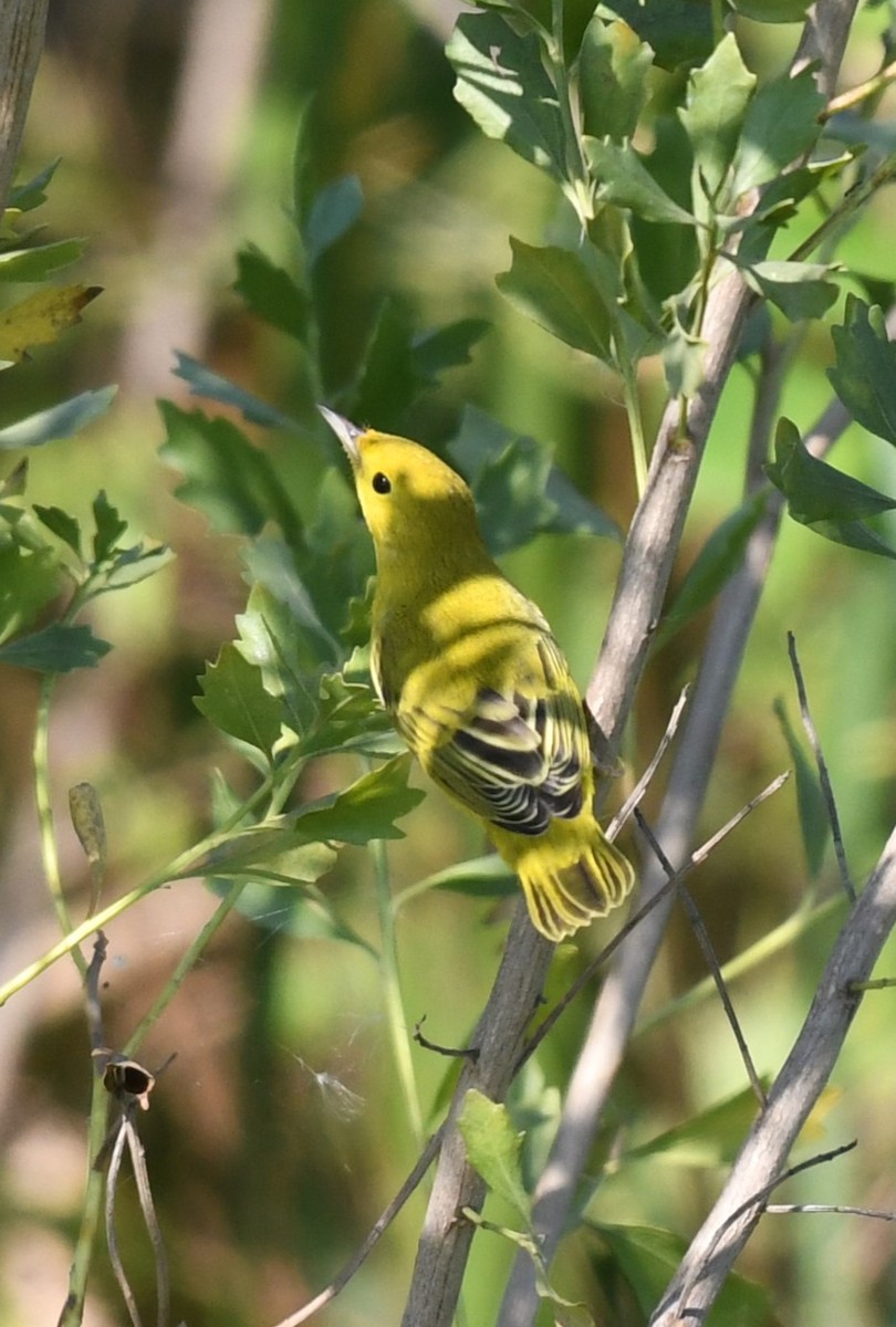 Yellow Warbler - ML622768941