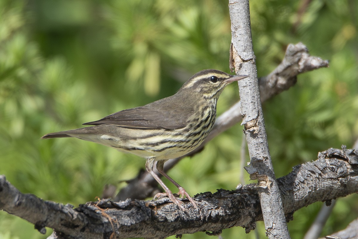 Northern Waterthrush - ML622768944