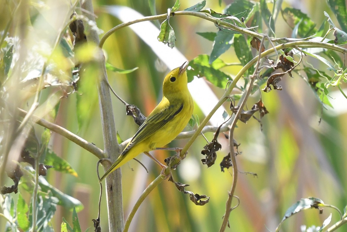 Yellow Warbler - ML622768951