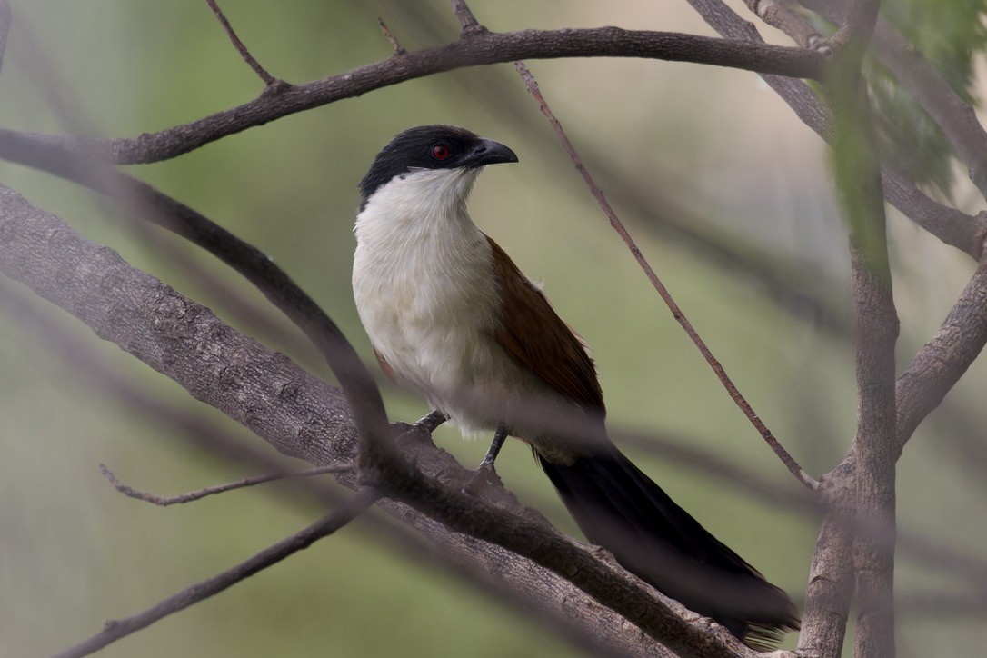 Senegal Coucal - ML622768955