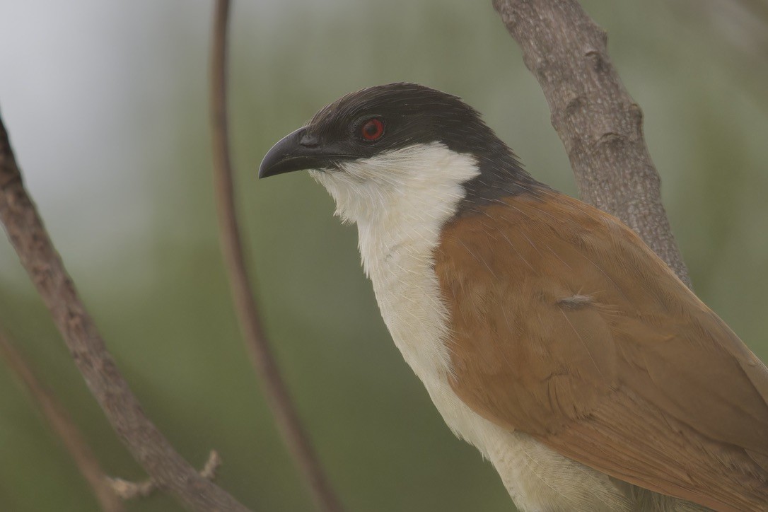 Senegal Coucal - ML622768957